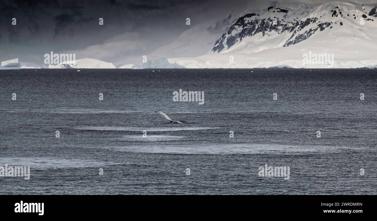 Whale Buckel (Megaptera novaeangliae) vor Anvers Island, Antarktische Halbinsel, Januar 2024 Stockfoto