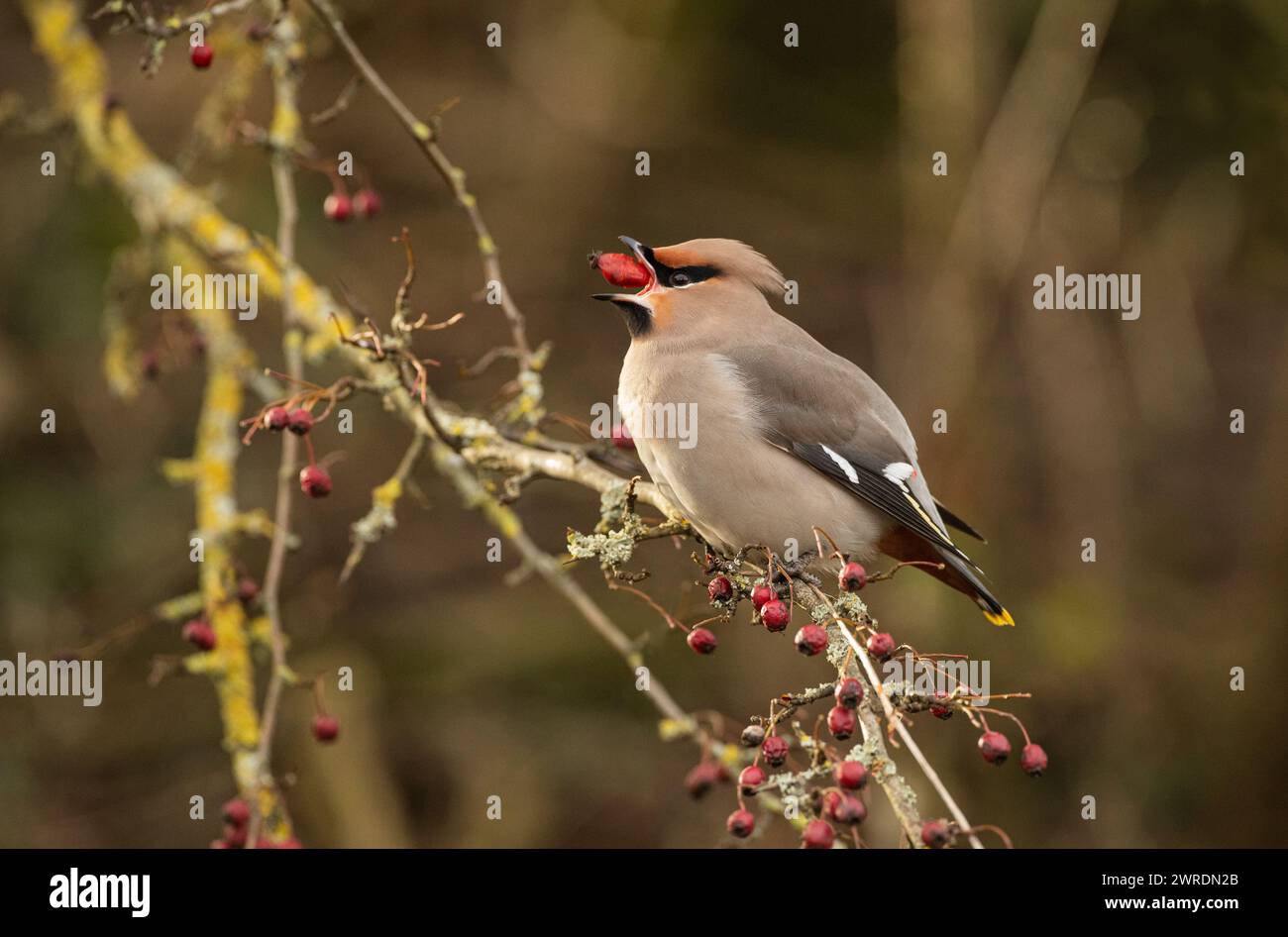 Waxwing Inruption Winter 2023 /2024. Bahnhof Hassop, Derbyshire Stockfoto