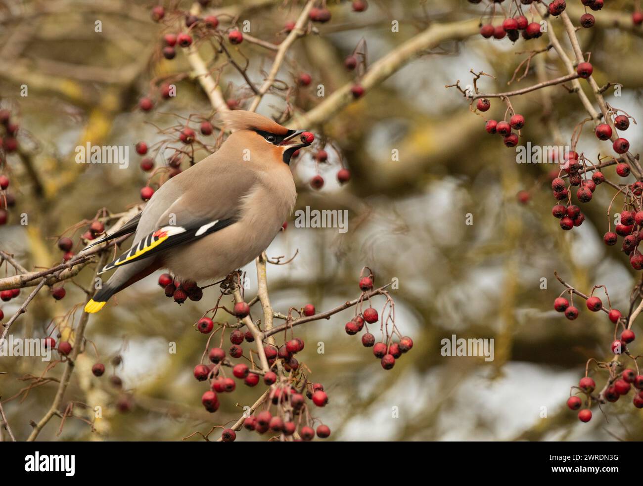 Waxwing Inruption Winter 2023 /2024. Bahnhof Hassop, Derbyshire Stockfoto