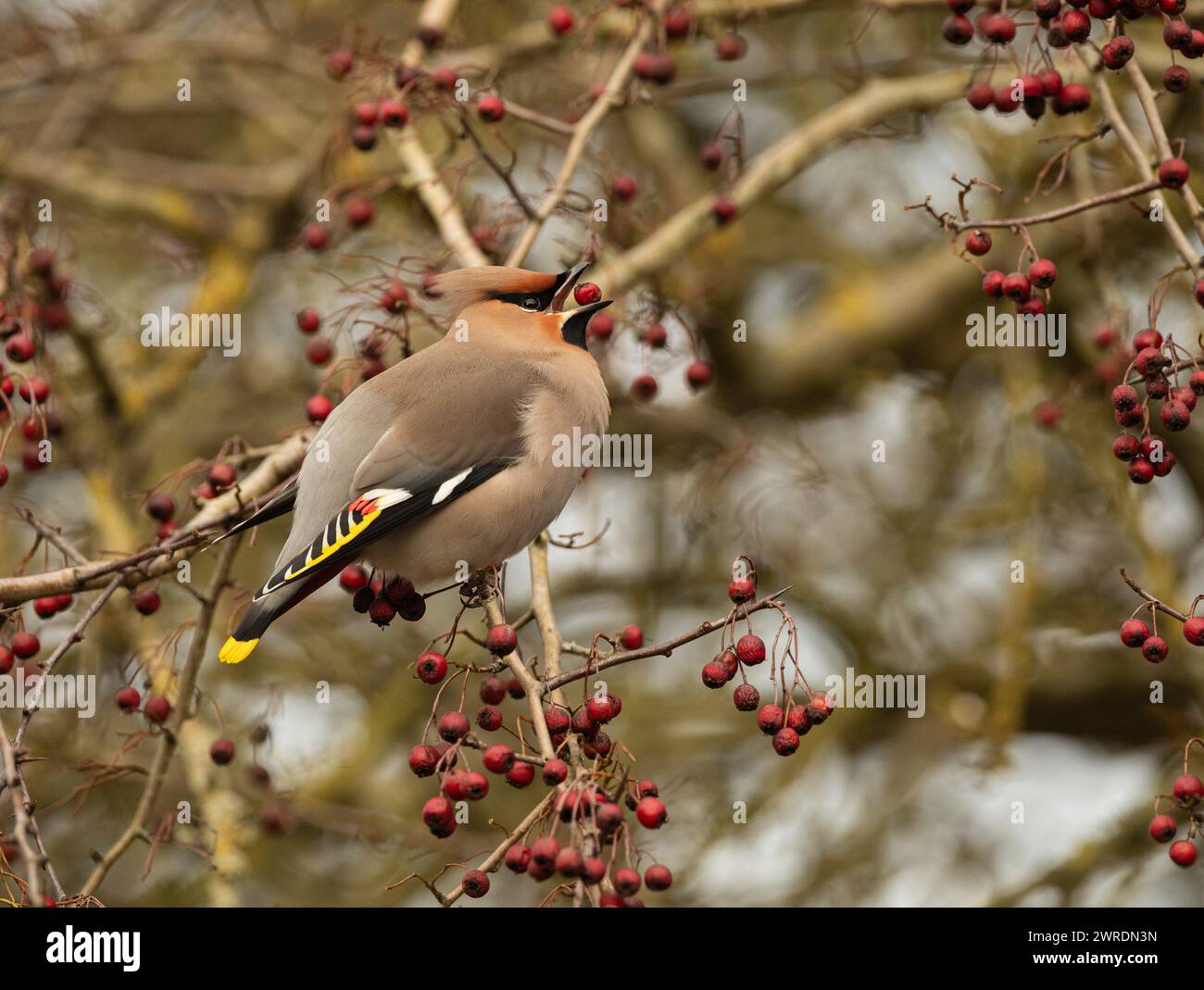 Waxwing Inruption Winter 2023 /2024. Bahnhof Hassop, Derbyshire Stockfoto