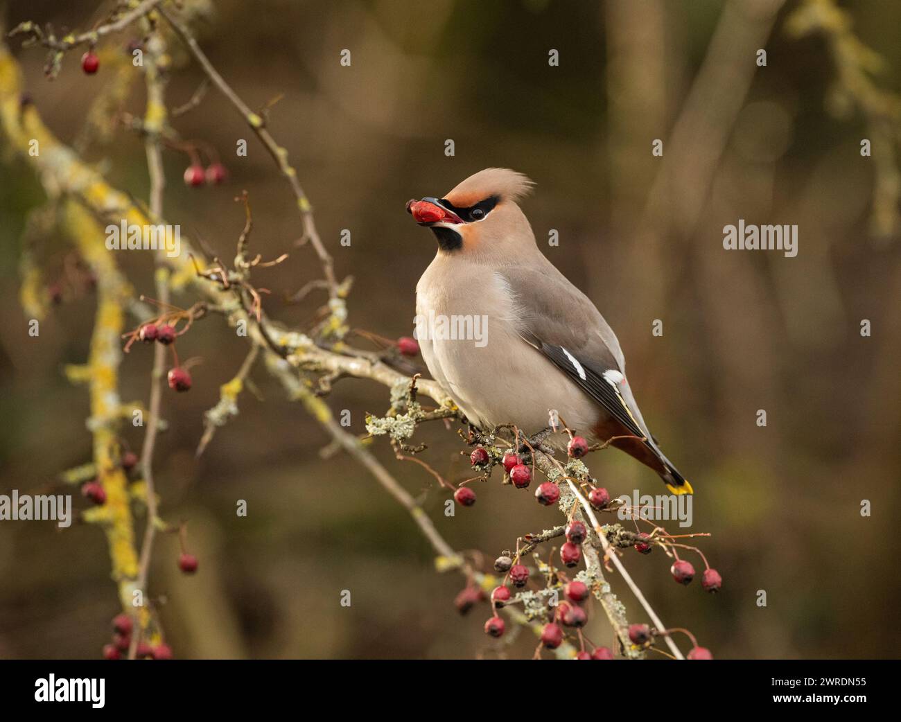 Waxwing Inruption Winter 2023 /2024. Bahnhof Hassop, Derbyshire Stockfoto