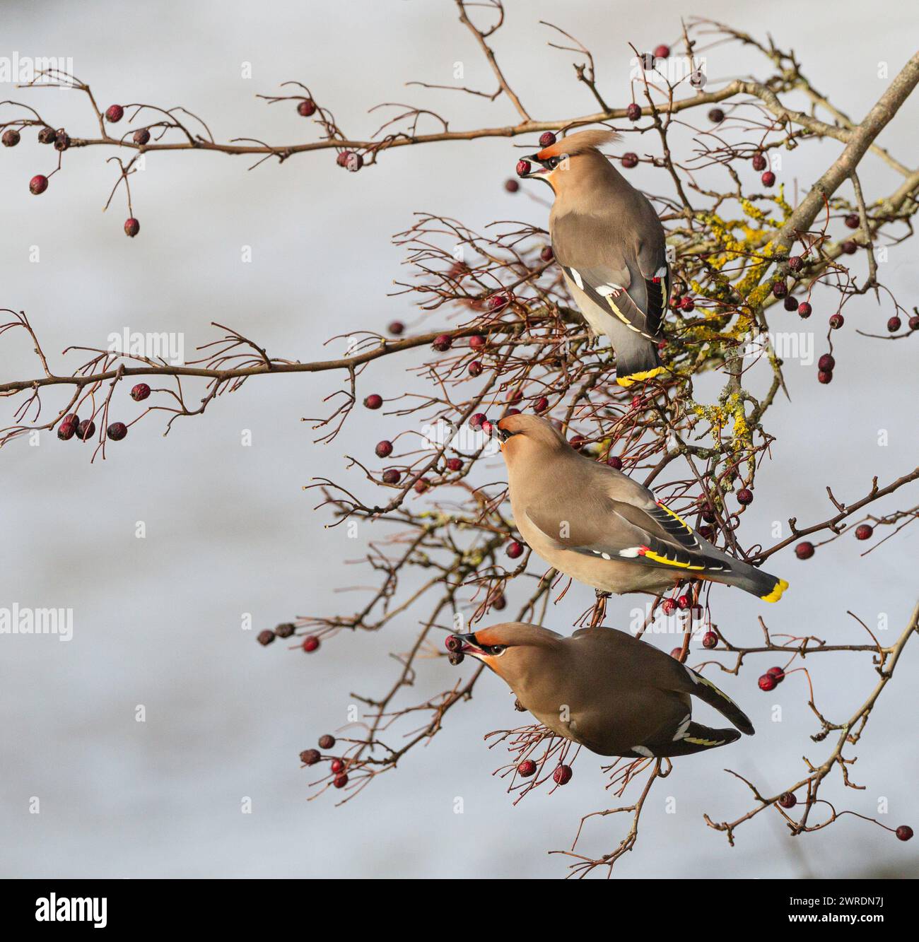 Waxwing Inruption Winter 2023 /2024. Bahnhof Hassop, Derbyshire Stockfoto
