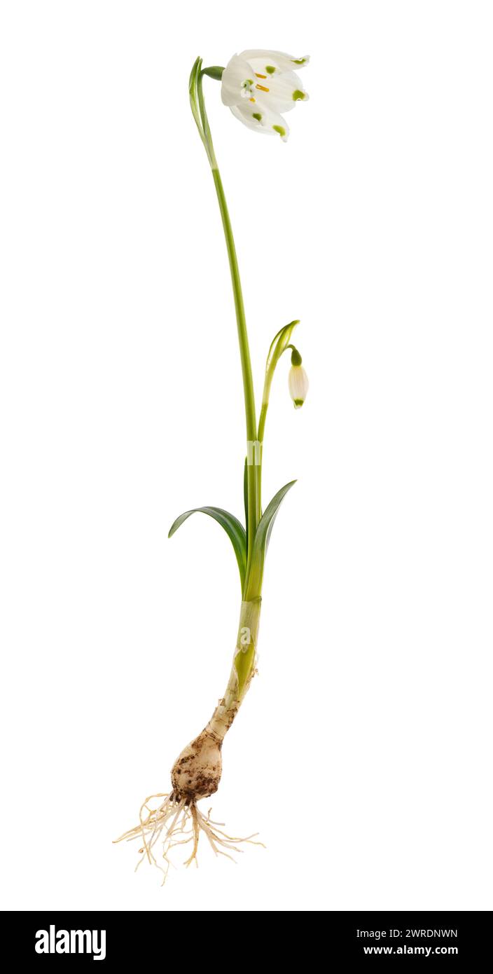 Frühlingsschneeflockenblume isoliert auf weißem Hintergrund Stockfoto