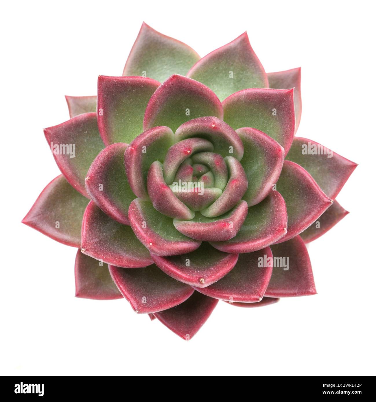 Rosette von Echeveria Shallot Sukkulenten Zimmerpflanze isoliert auf weiß, Draufsicht Stockfoto