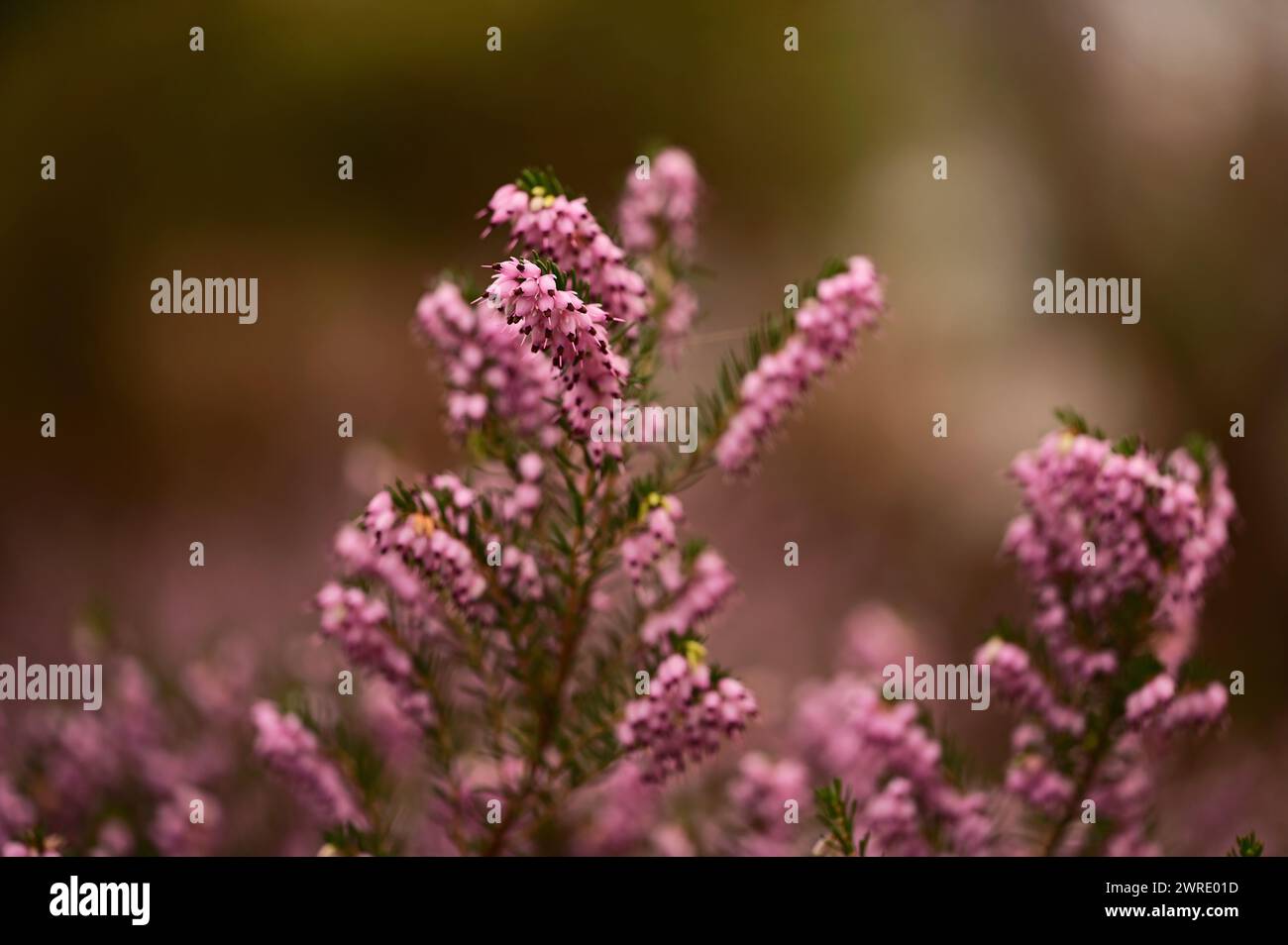 Violette Blüten auf einem Feld mit weichem Hintergrund Stockfoto