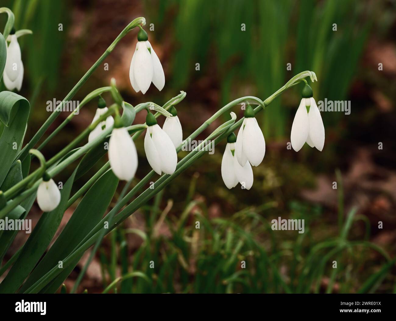Frische weiße Schneeglöckchen umgeben von leuchtend grünem Gras und Blättern Stockfoto