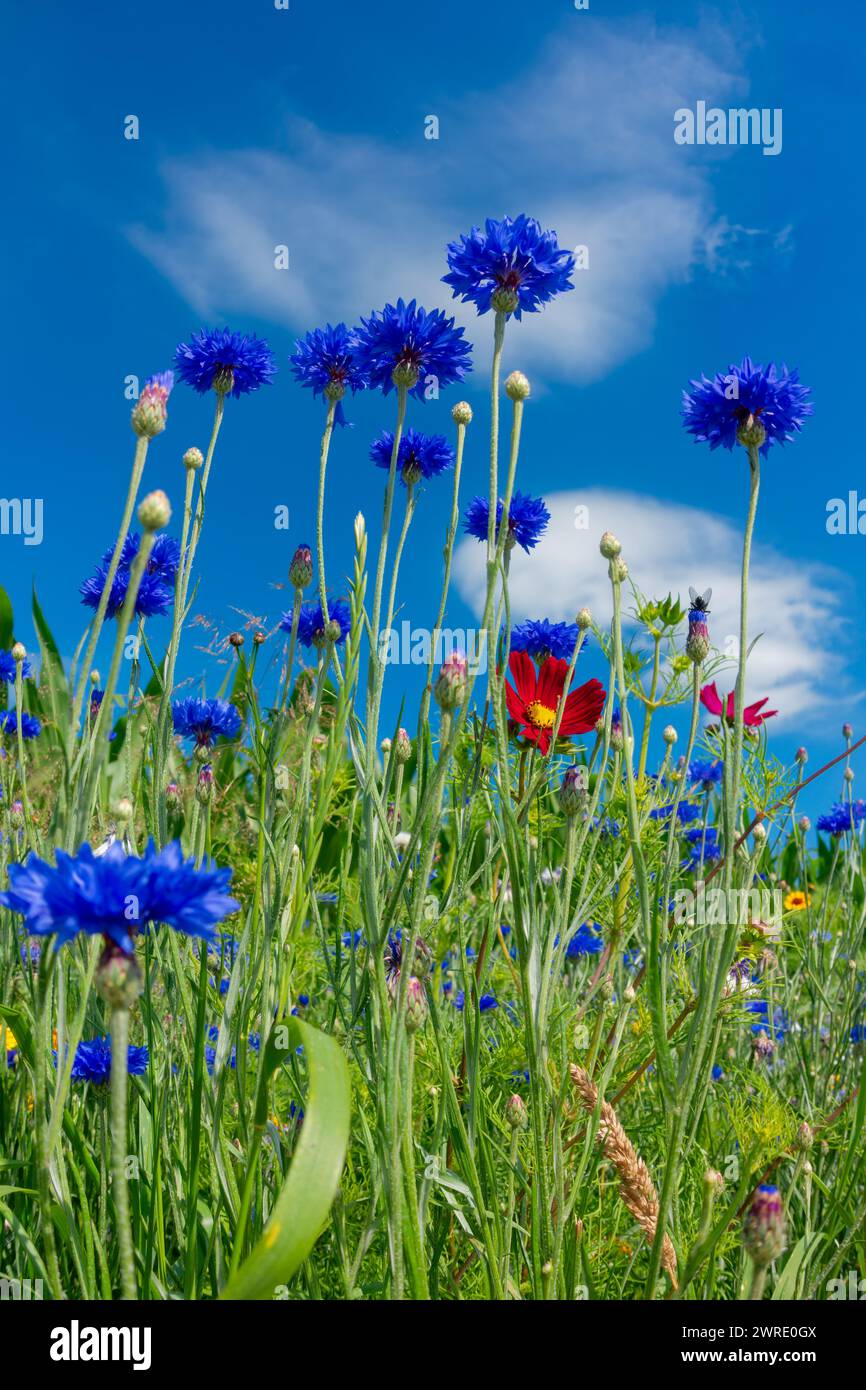 Wilde Blumenwiese, blühender Streifen vor blauem Himmel, blühender Streifen Lebensraum, blühender Streifen vor dem Maisfeld Stockfoto