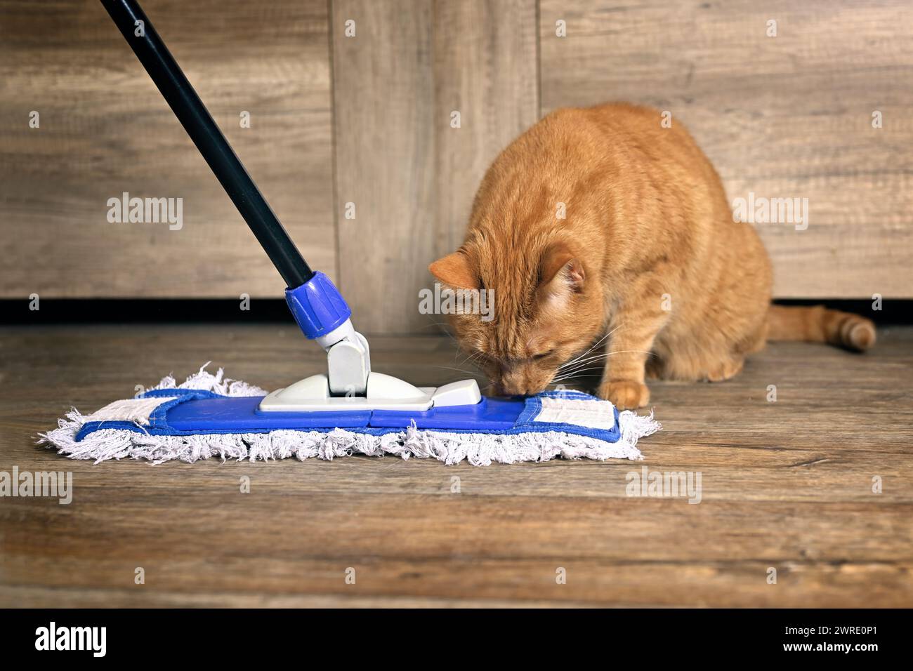 Süße rote Katze, die neugierig auf den Mopp für die Reinigung des Bodens ist. Stockfoto