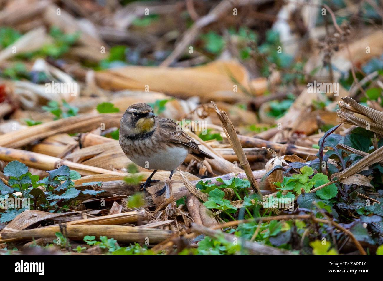 Ein winziger Vogel, der zwischen Laub thront, mit einem hellgelben Schnabel Stockfoto