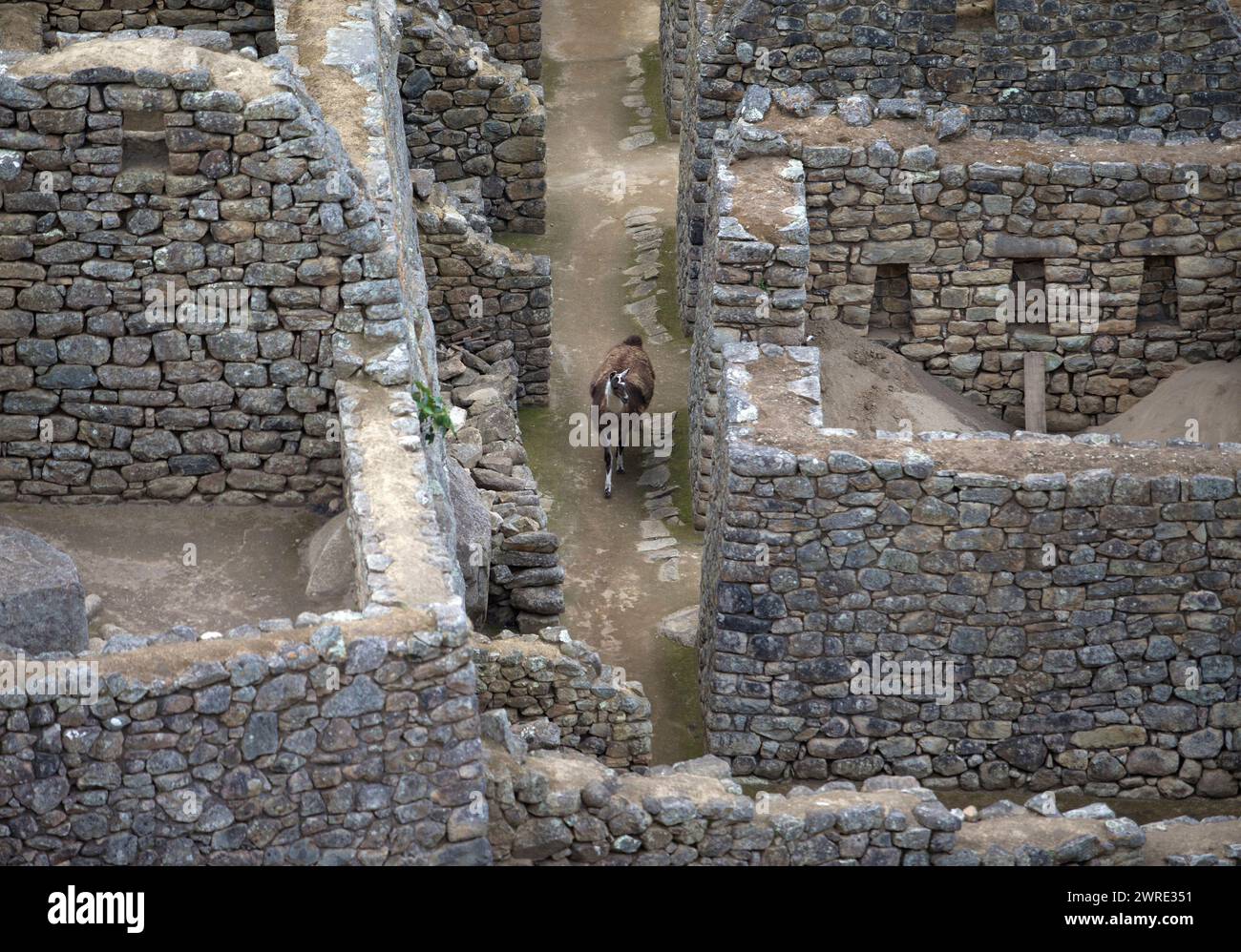 12/10/15. Lama in Machu picchu, Peru. Stockfoto