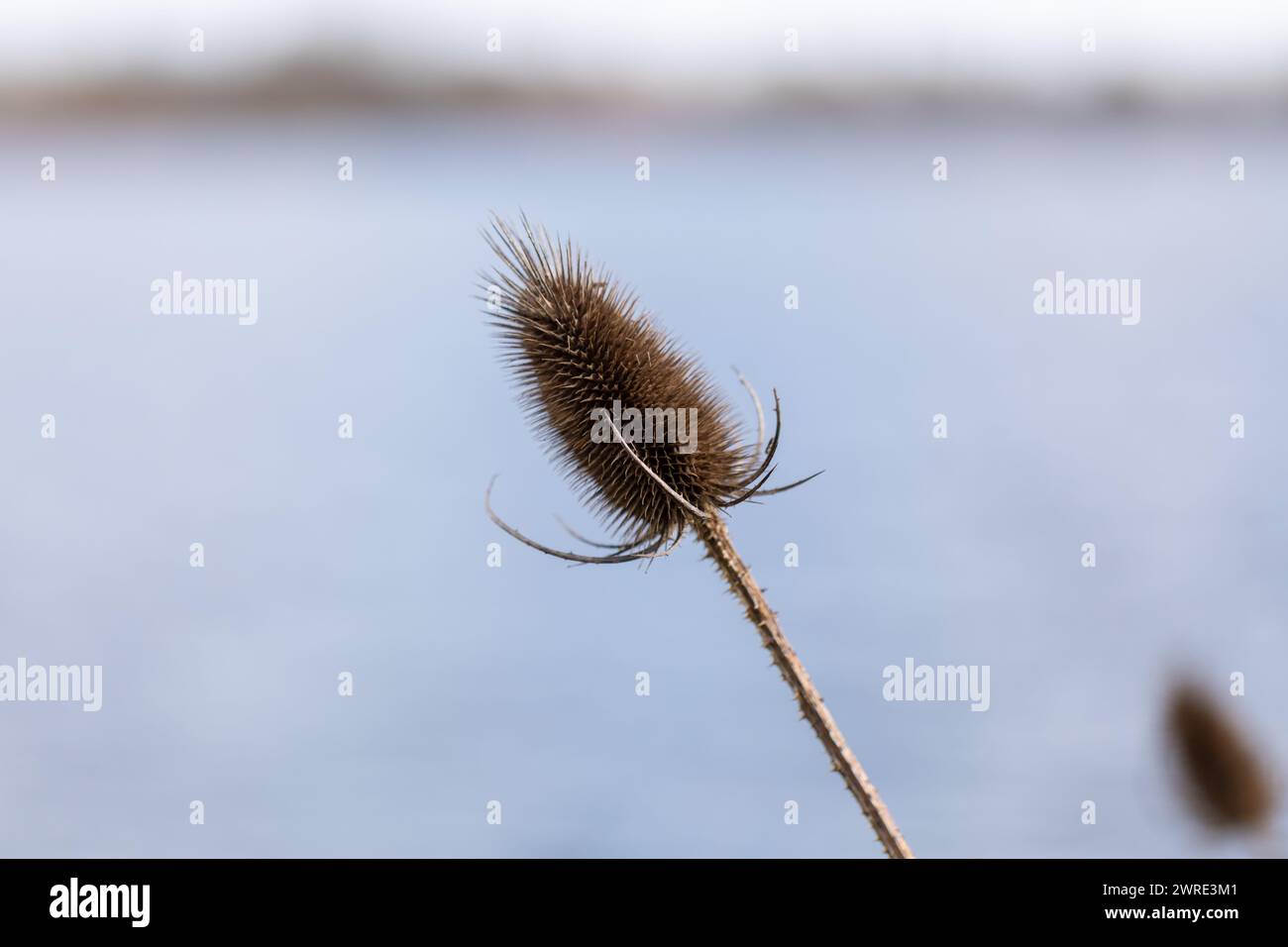 Ein brauner Teaselkernkopf, Dipsacus fullonum Nahaufnahme im Spätwinter. Stockfoto