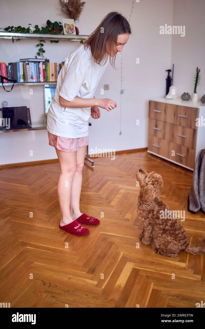 Eine junge Frau trainiert ihr Cockapoo Stockfoto
