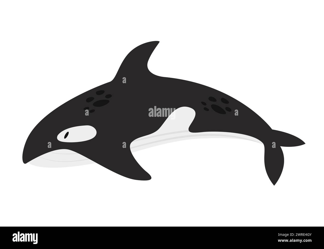 Ozeanwal-Killer. Arktische und antarktische Tiere, Schnee Meer Orca Fauna Karikaturvektor Illustration Stock Vektor