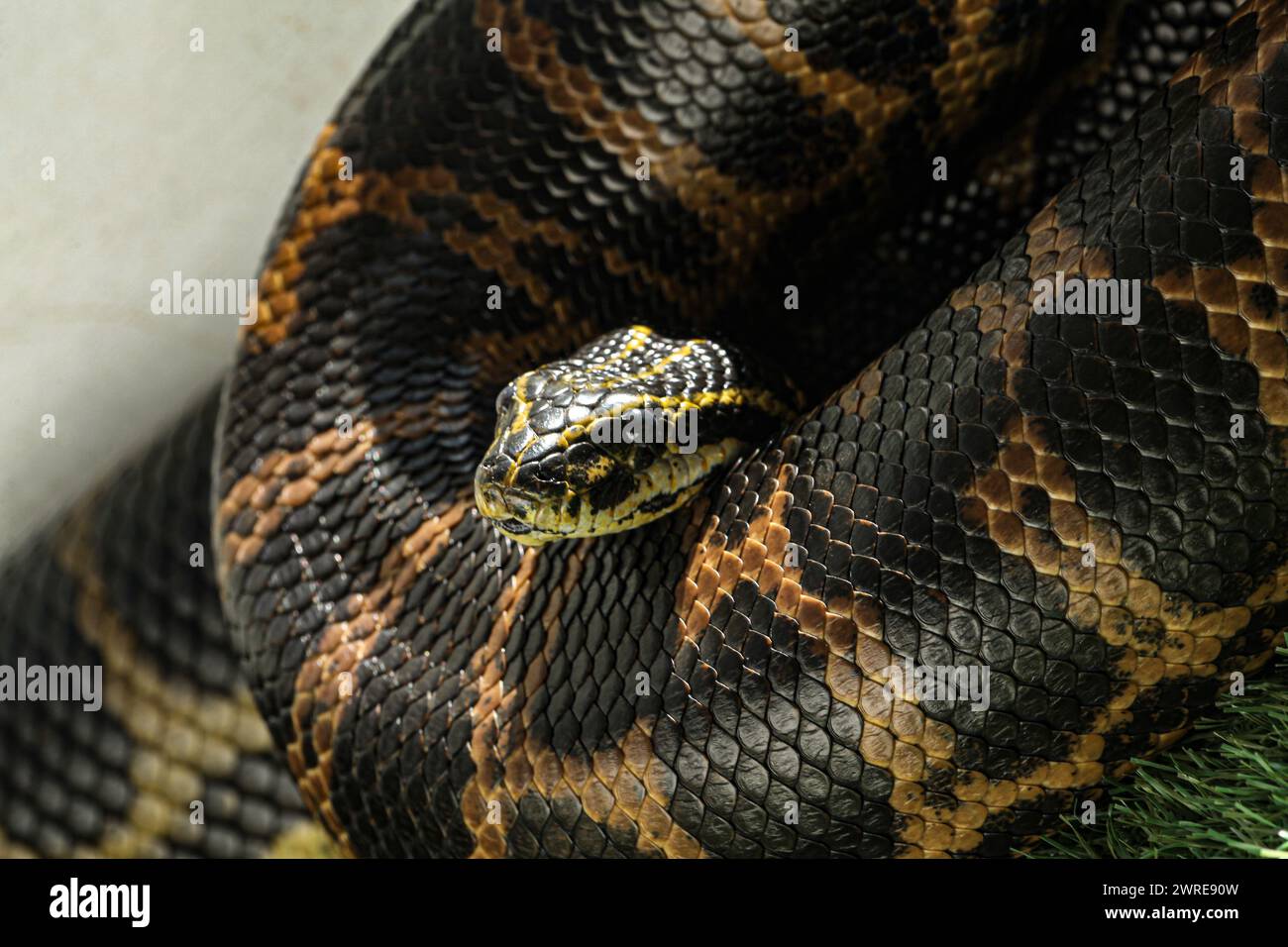 Eine Schlangenart namens gelbe Anakonda, fotografiert während sie sich von den Sonnenstrahlen erwärmte. Stockfoto
