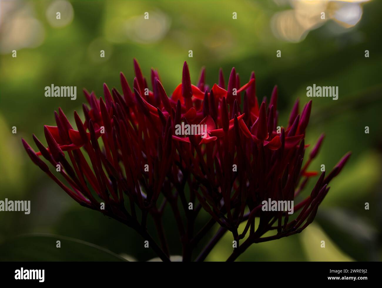 Eine ixora-Blume in einer natürlichen Umgebung mit weichem Hintergrund Stockfoto