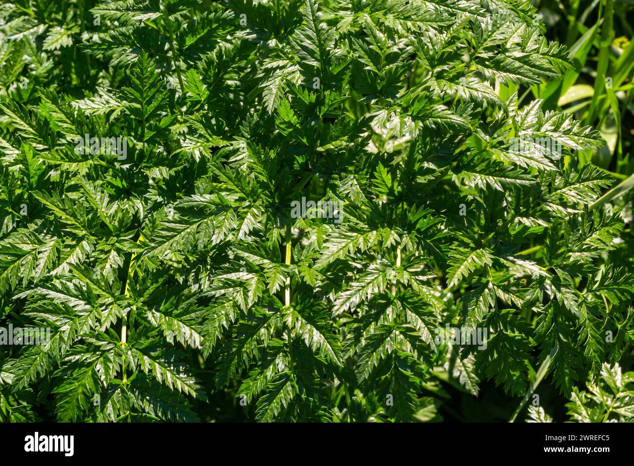 Grüne Blätter einer giftigen Pflanze Conium maculatum Hemlock Nahaufnahme. Das Konzept der Textur von natürlichen Mustern, Ornamenten. Stockfoto