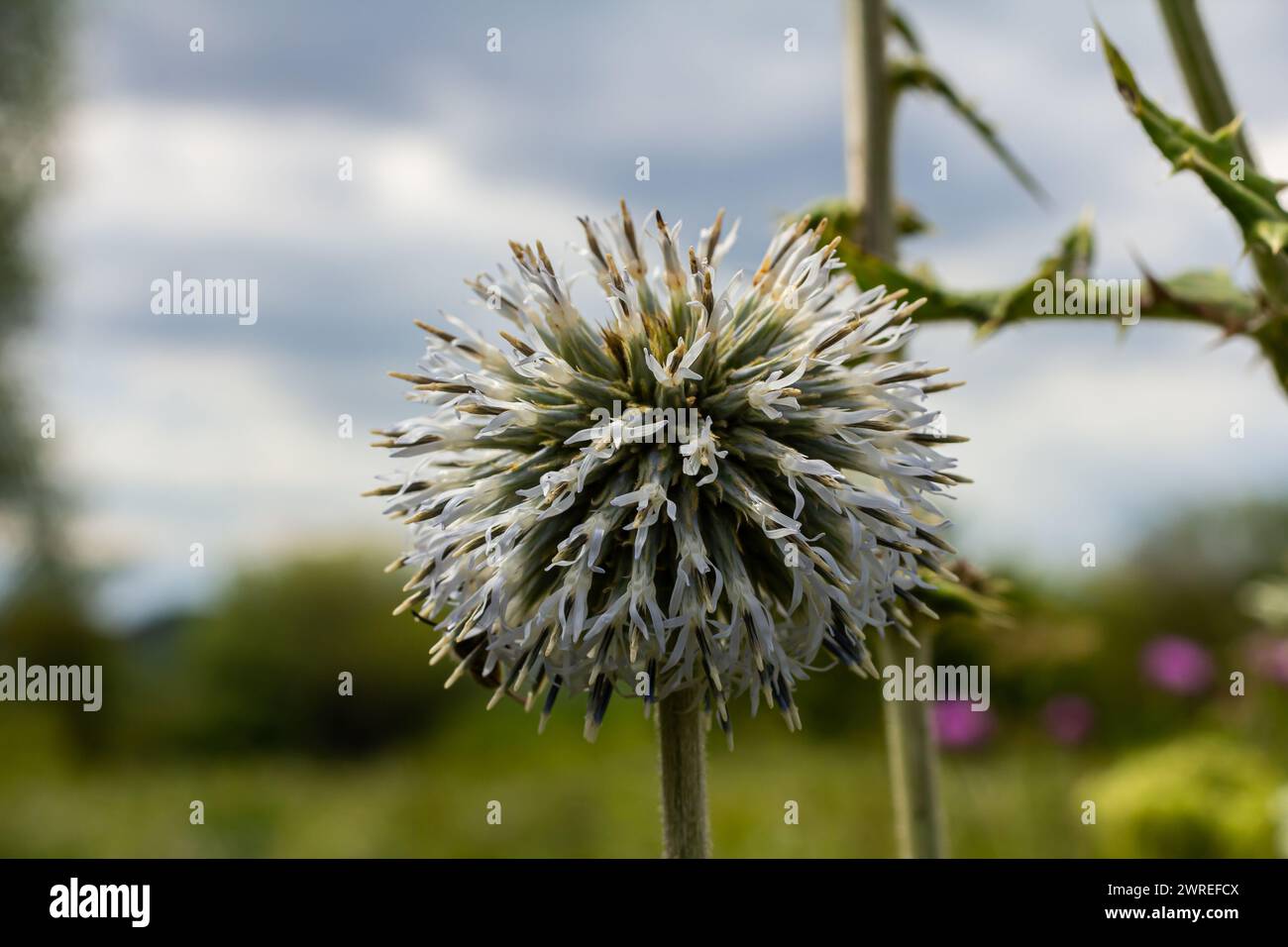 Nahaufnahme selektiver Fokus der Großen Globus-Distel, bekannt als Echinops sphaerocephalus und Drüsendistel. Stockfoto