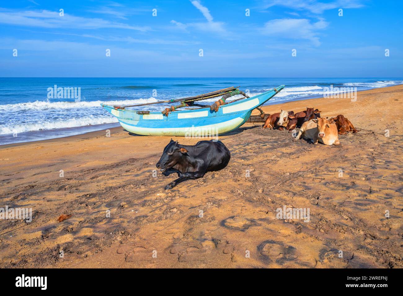 Fischerboot und Kühe ruhig am Strand liegen, Indischer Ozean im Hintergrund, Sri Lanka, Waskaduwa. Stockfoto