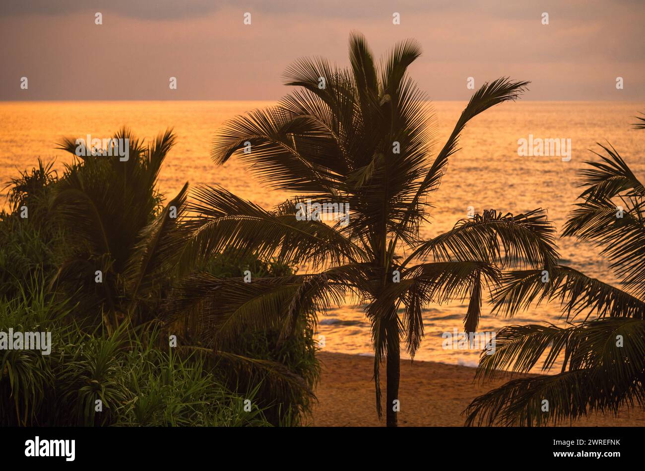 Palme am Strand, goldene Beleuchtung des Meeres, Sonnenuntergang. Waskaduwa, Sri Lanka. Stockfoto