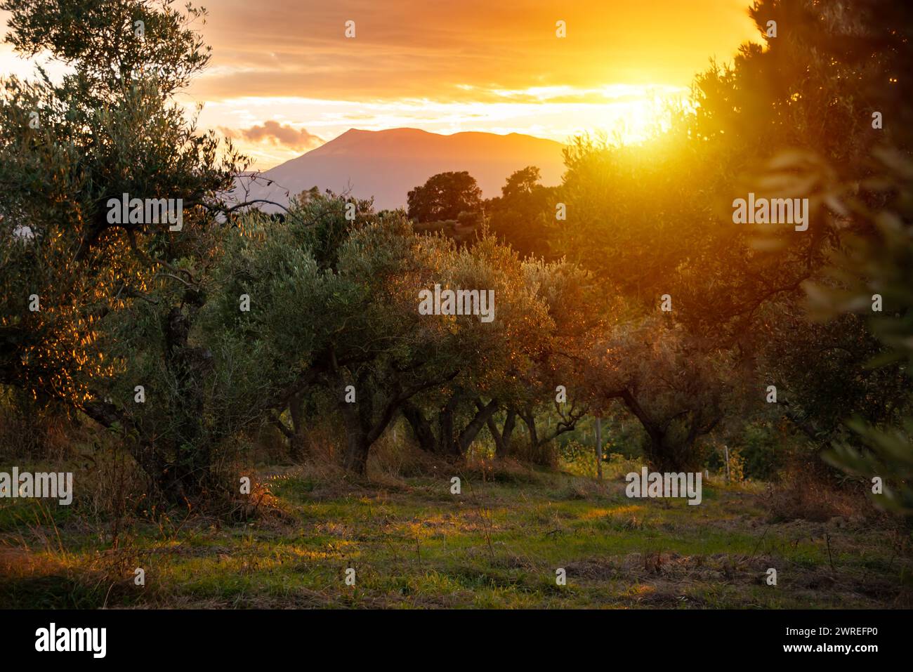 Von der Sonne erleuchtete Olivenzweige Stockfoto