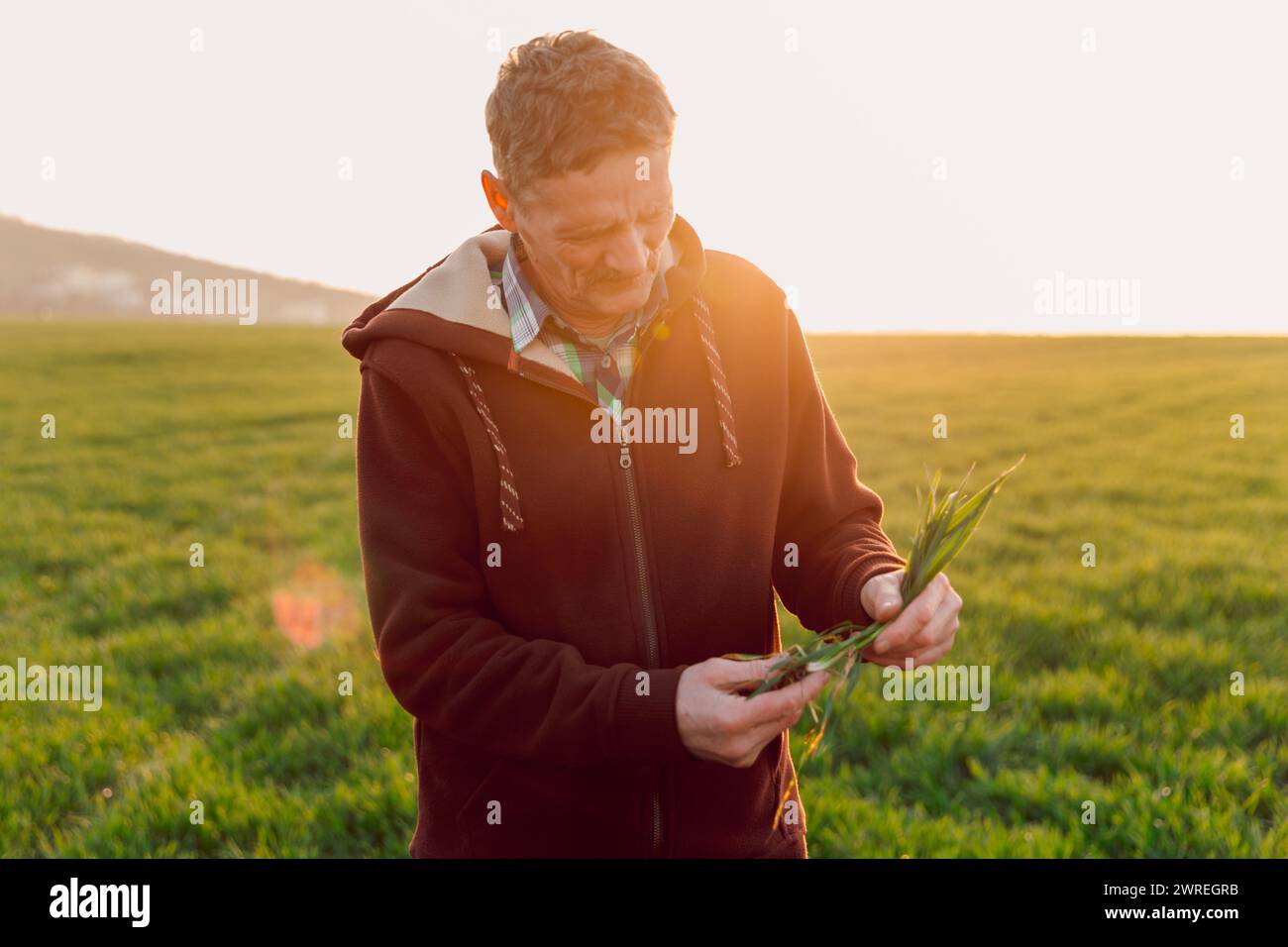 Männlicher Landwirt, der Weizensprossen auf dem Feld berührt. Geschäfts- oder Umweltkonzept. Stockfoto