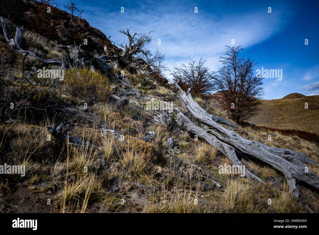 Eine karge patagonische Landschaft mit toten Bäumen, Wald und trockenem Gras im Herbst Stockfoto