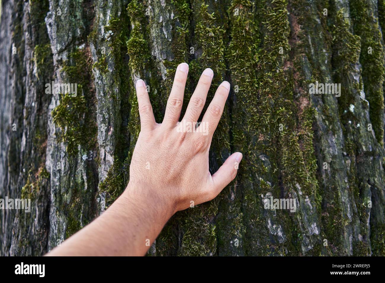 Die Hand eines Mannes berührt die strukturierte moosige Rinde eines Baumes in einer natürlichen Umgebung im Freien. Stockfoto