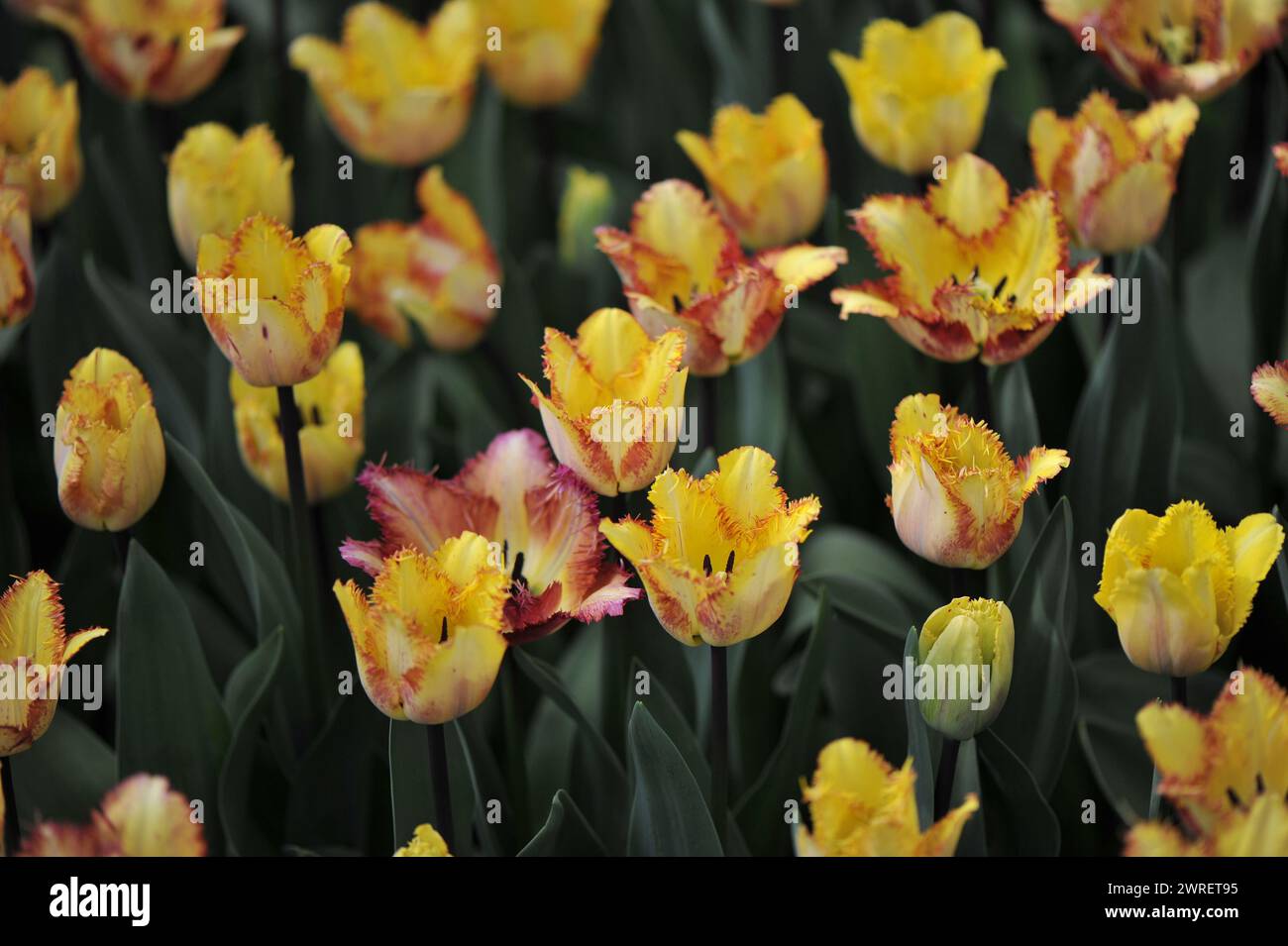 Gelb mit violetten Kanten Fransen Tulpen (Tulipa) Colour Fusion Blüte in einem Garten im April Stockfoto