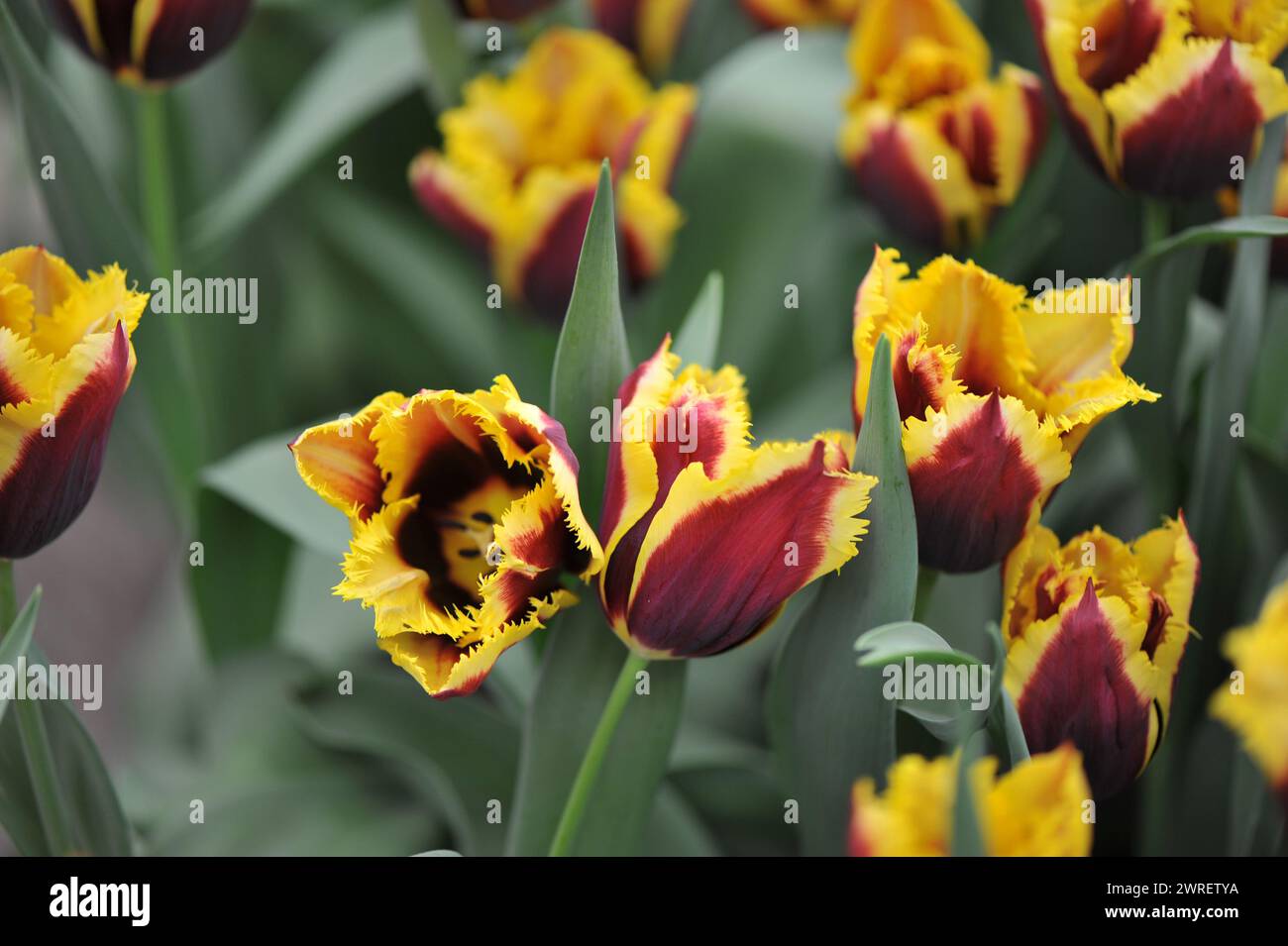Lila-rote und gelbe Fransen-Tulpen (Tulipa) Gavota Special blühen im April in einem Garten Stockfoto