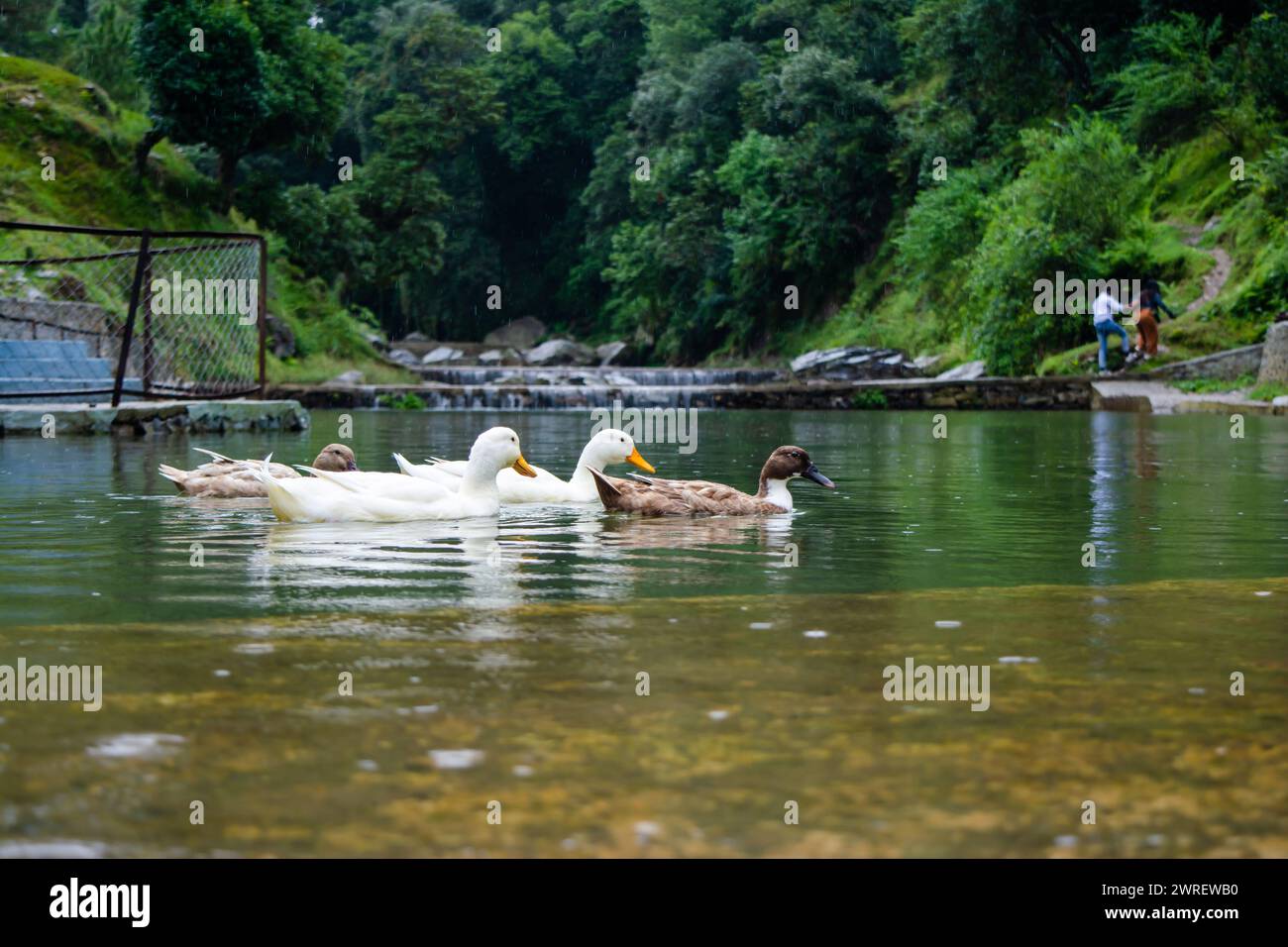 Enten schwimmen im Wasser im schönen Bhimtal See von Nainital Uttarakhand Stockfoto