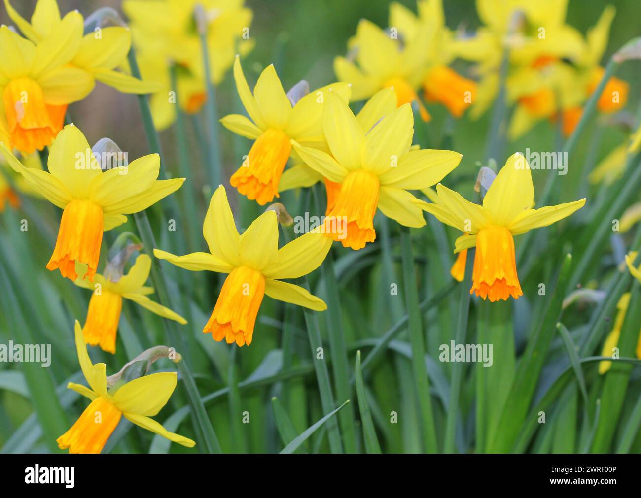 Narzissen, Narcissus „Jetfire“ blüht im Frühjahr, Großbritannien Stockfoto