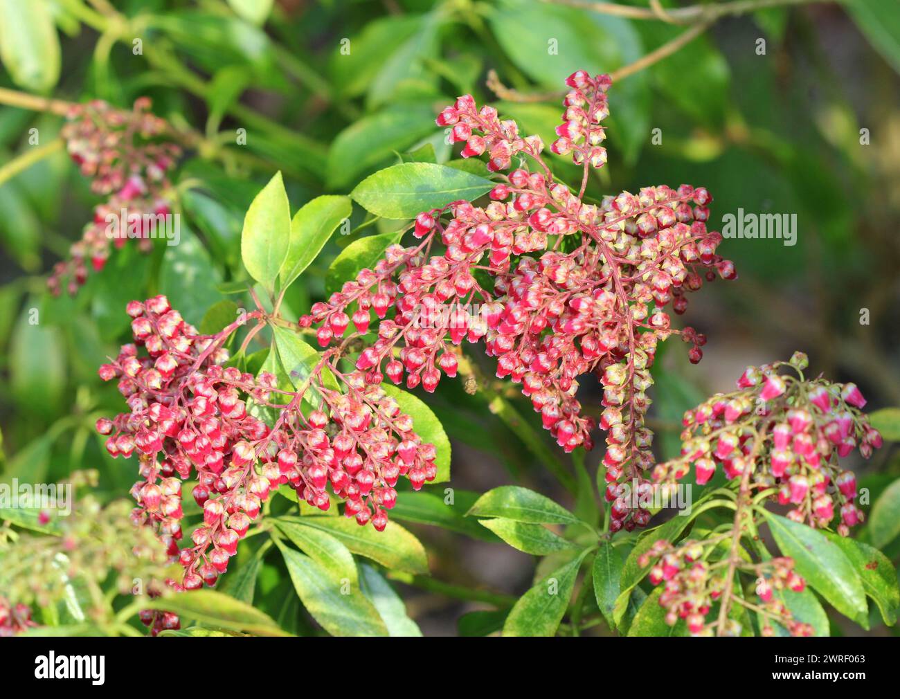 Pieris japonica „Valley Valentine“ blüht im Frühjahr, Großbritannien Stockfoto