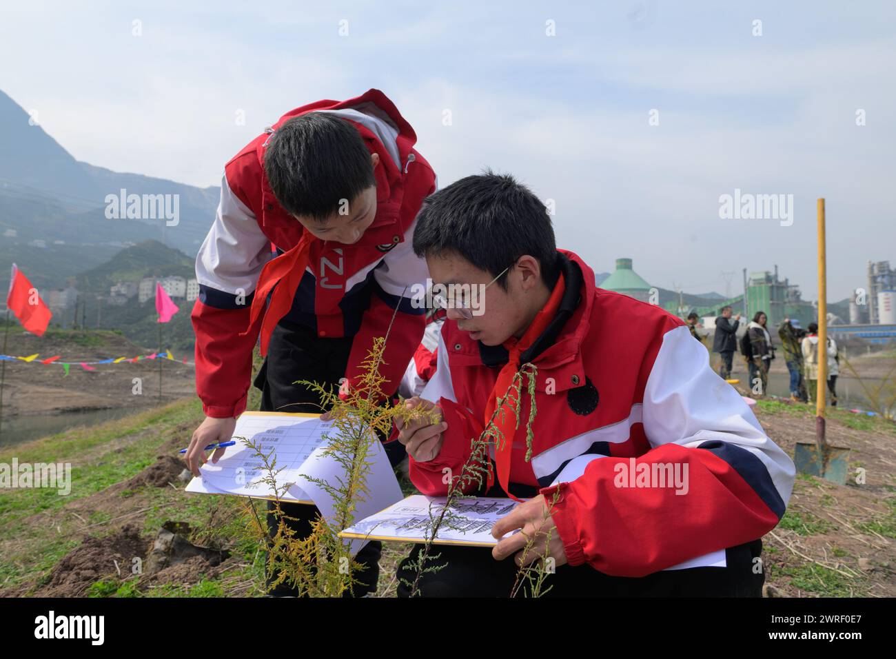 (240312) -- ZIGUI, 12. März 2024 (Xinhua) -- Studenten führen Aufzeichnungen über Myricaria laxiflora in Guojiaba Township im Zigui County, Zentralchinas Provinz Hubei, 12. März 2024. Insgesamt 3.000 künstlich gezüchtete seltene und gefährdete Pflanzen wurden am Dienstag im Three Gorges Reservoir in der zentralchinesischen Provinz Hubei wieder in die Wildnis eingeführt. Die Pflanzen, darunter 1.000 Myricaria laxiflora und 2.000 Plantago fengdouensis, sind endemisch im Jangtze und wurden durch künstliche Züchtungen wieder in ihre historischen Verbreitungsgebiete eingeführt. (Xinhua/Hu Jingwen) Stockfoto