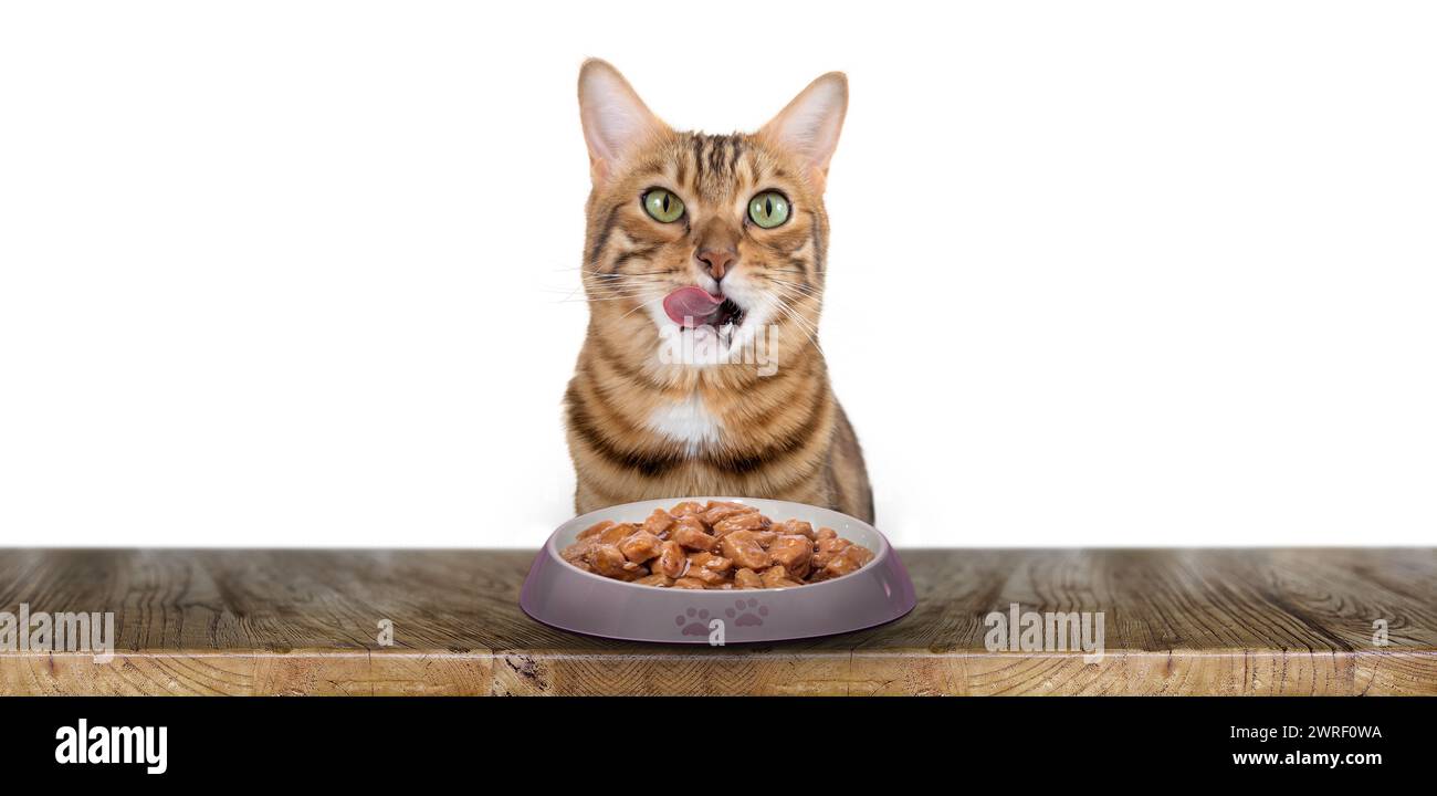 Eine Hauskatze isst Katzennassfutter. Katze und Futter isoliert. Stockfoto