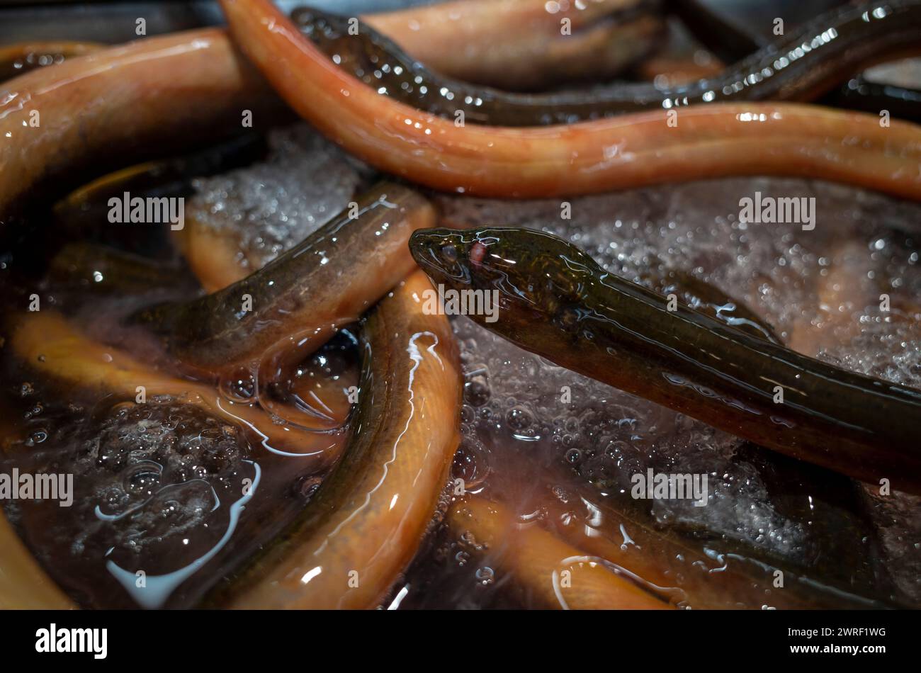 Belut Sawah, Monopterus albus, Aal auf Eiskiste im Supermarkt. Stockfoto