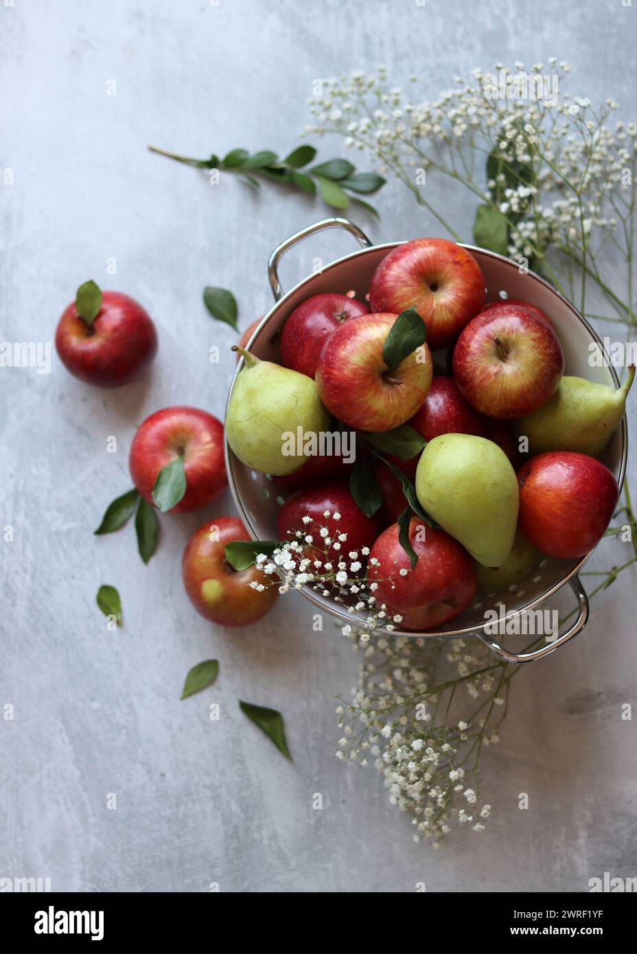 Glänzende rote Äpfel in weißem Sieb. Nahaufnahme von Bio-Früchten auf einem Tisch. Leuchtende Farben von saisonalem Obst. Fresh-Konzept. Hellgraues Ba Stockfoto