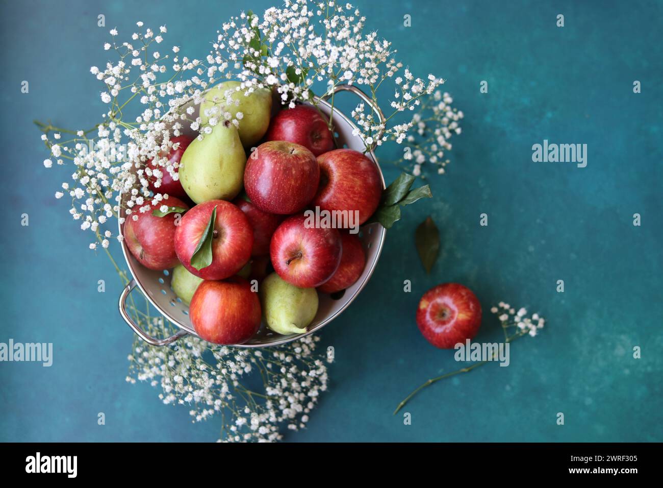 Weiße gypsophila-Blüten und glänzende rote Äpfel auf einem leuchtend blauen Hintergrund mit Kopierraum. Buntes Stillleben mit frischem Bio-Obst. Stockfoto