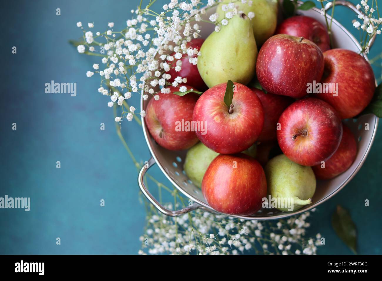 Weiße gypsophila-Blüten und glänzende rote Äpfel auf einem leuchtend blauen Hintergrund mit Kopierraum. Buntes Stillleben mit frischem Bio-Obst. Stockfoto