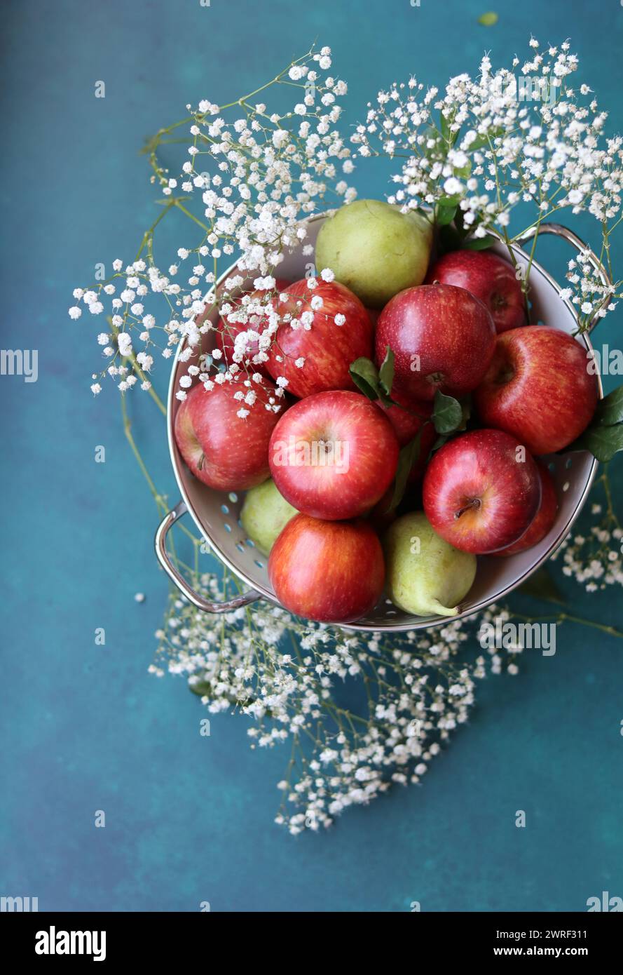 Weiße gypsophila-Blüten und glänzende rote Äpfel auf einem leuchtend blauen Hintergrund mit Kopierraum. Buntes Stillleben mit frischem Bio-Obst. Stockfoto