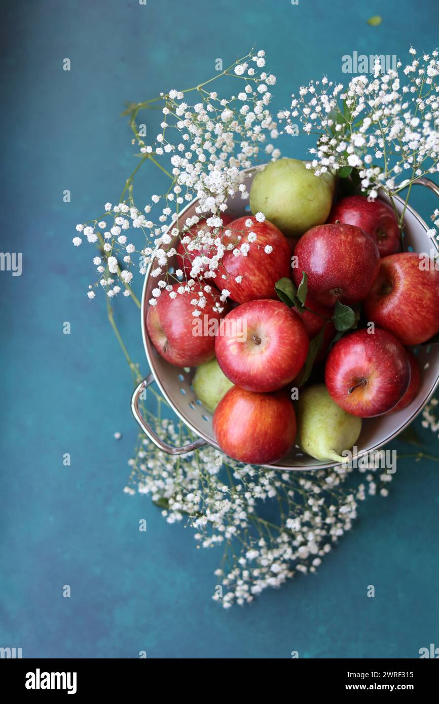 Weiße gypsophila-Blüten und glänzende rote Äpfel auf einem leuchtend blauen Hintergrund mit Kopierraum. Buntes Stillleben mit frischem Bio-Obst. Stockfoto