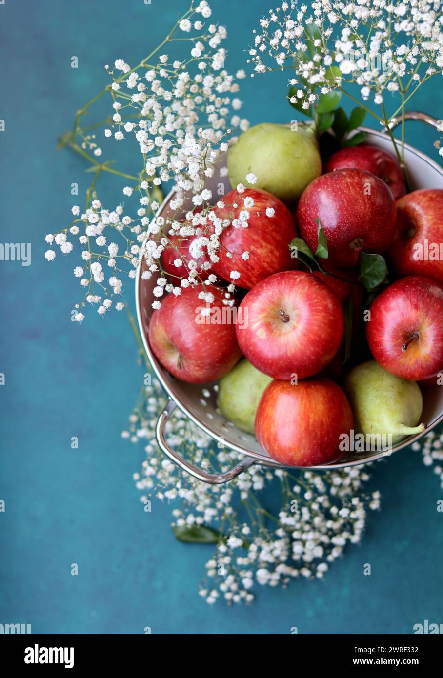 Weiße gypsophila-Blüten und glänzende rote Äpfel auf einem leuchtend blauen Hintergrund mit Kopierraum. Buntes Stillleben mit frischem Bio-Obst. Stockfoto