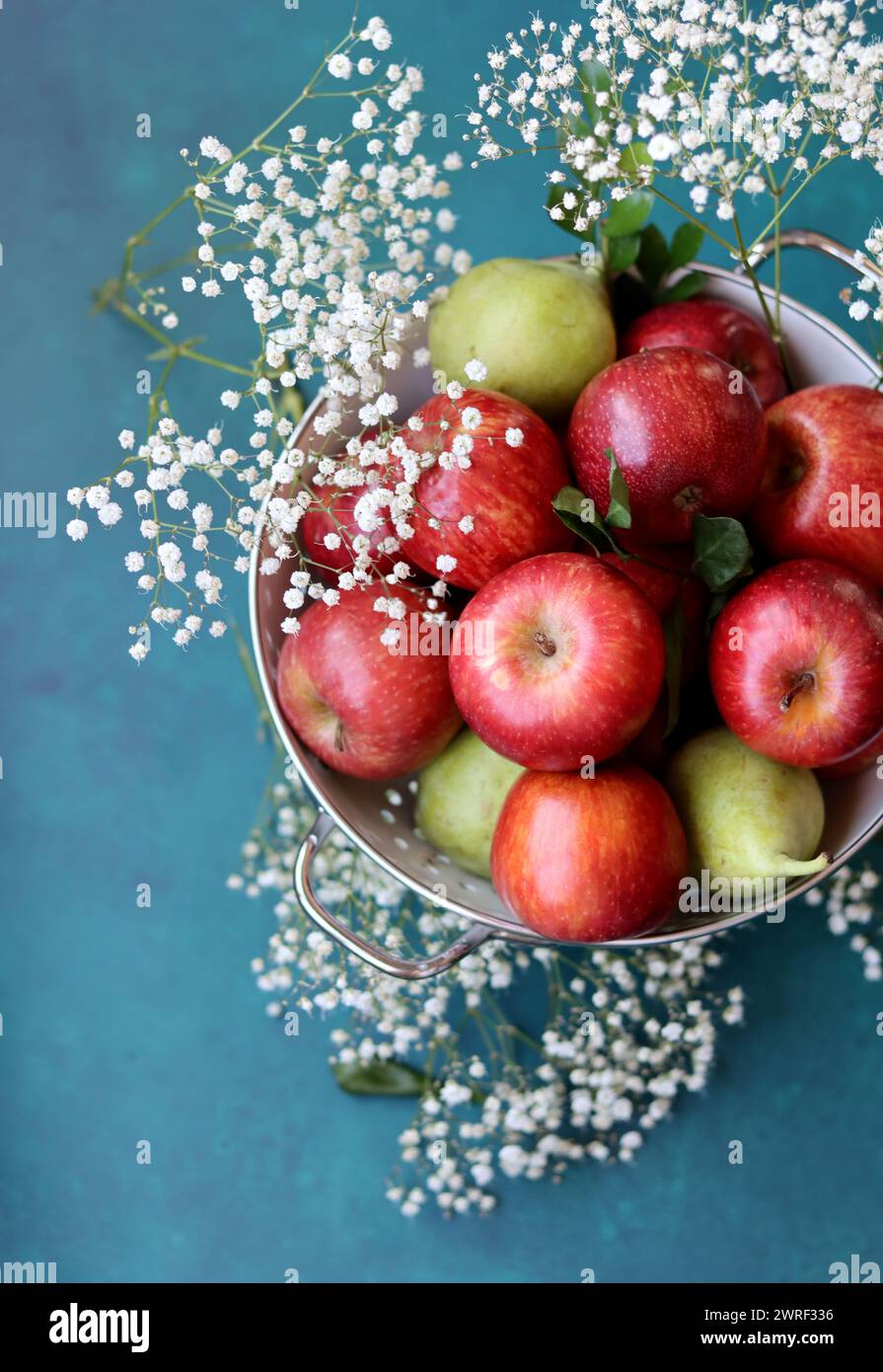 Weiße gypsophila-Blüten und glänzende rote Äpfel auf einem leuchtend blauen Hintergrund mit Kopierraum. Buntes Stillleben mit frischem Bio-Obst. Stockfoto