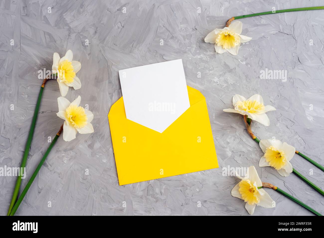 Gelber Umschlag mit leerer Karte und Narzissen Blumen auf strukturiertem grauen Hintergrund. Draufsicht, flach, Modell. Stockfoto