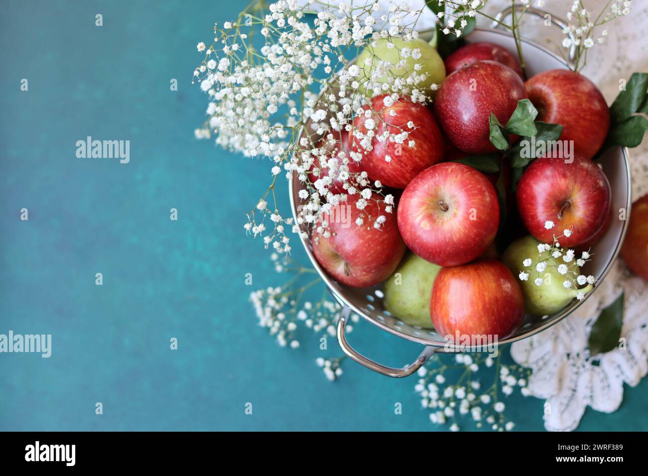 Weiße gypsophila-Blüten und glänzende rote Äpfel auf einem leuchtend blauen Hintergrund mit Kopierraum. Buntes Stillleben mit frischem Bio-Obst. Stockfoto