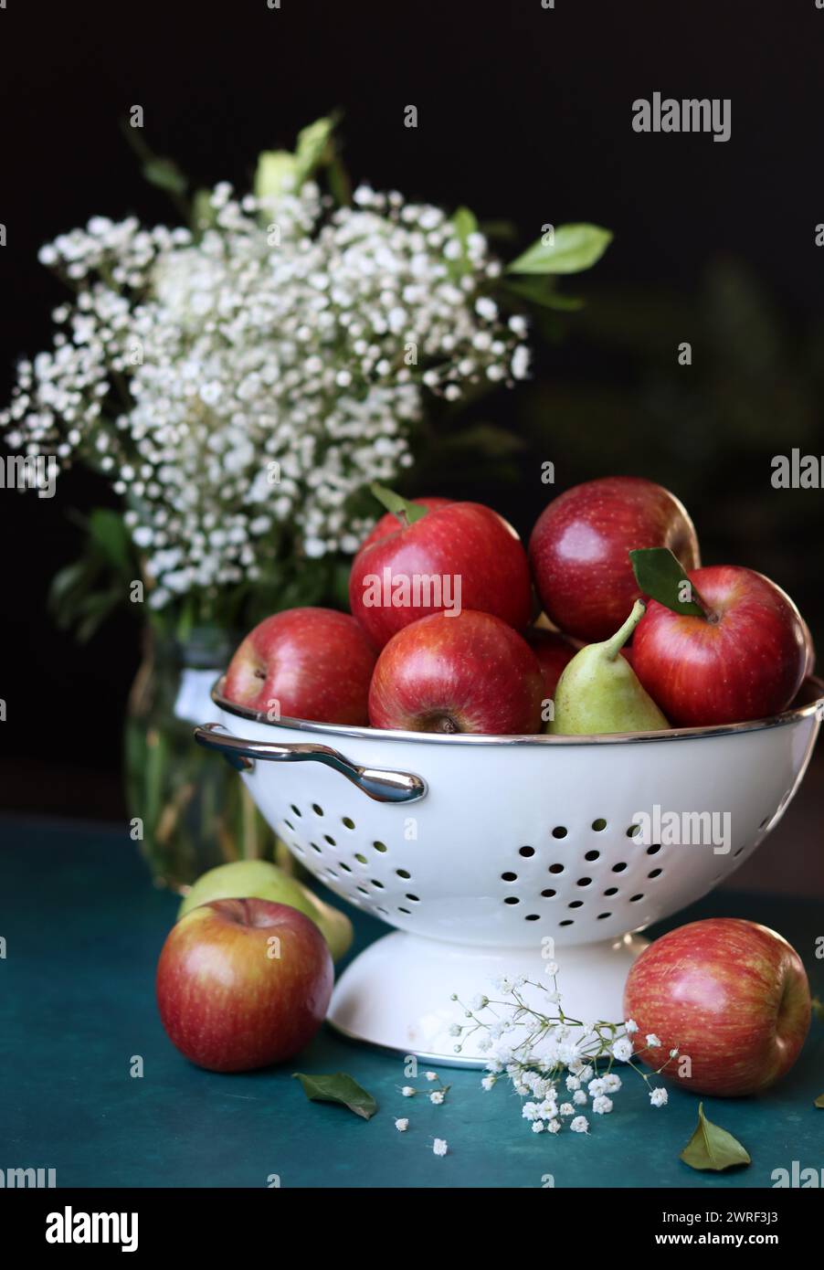 Weiße gypsophila-Blüten und glänzende rote Äpfel auf einem leuchtend blauen Hintergrund mit Kopierraum. Buntes Stillleben mit frischem Bio-Obst. Stockfoto