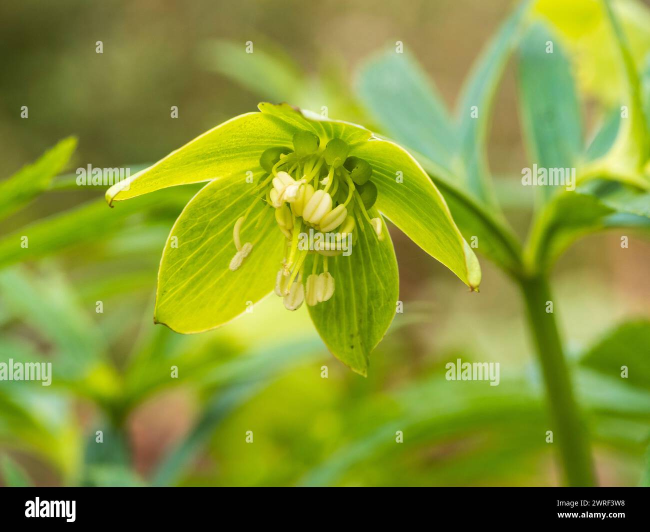 Nicken, Spätwinter auf die grüne Blüte des frühen Frühlings der harten, einheimischen Wildblumen- und Gartenpflanze Helleborus viridis, grüner Helleborus Stockfoto