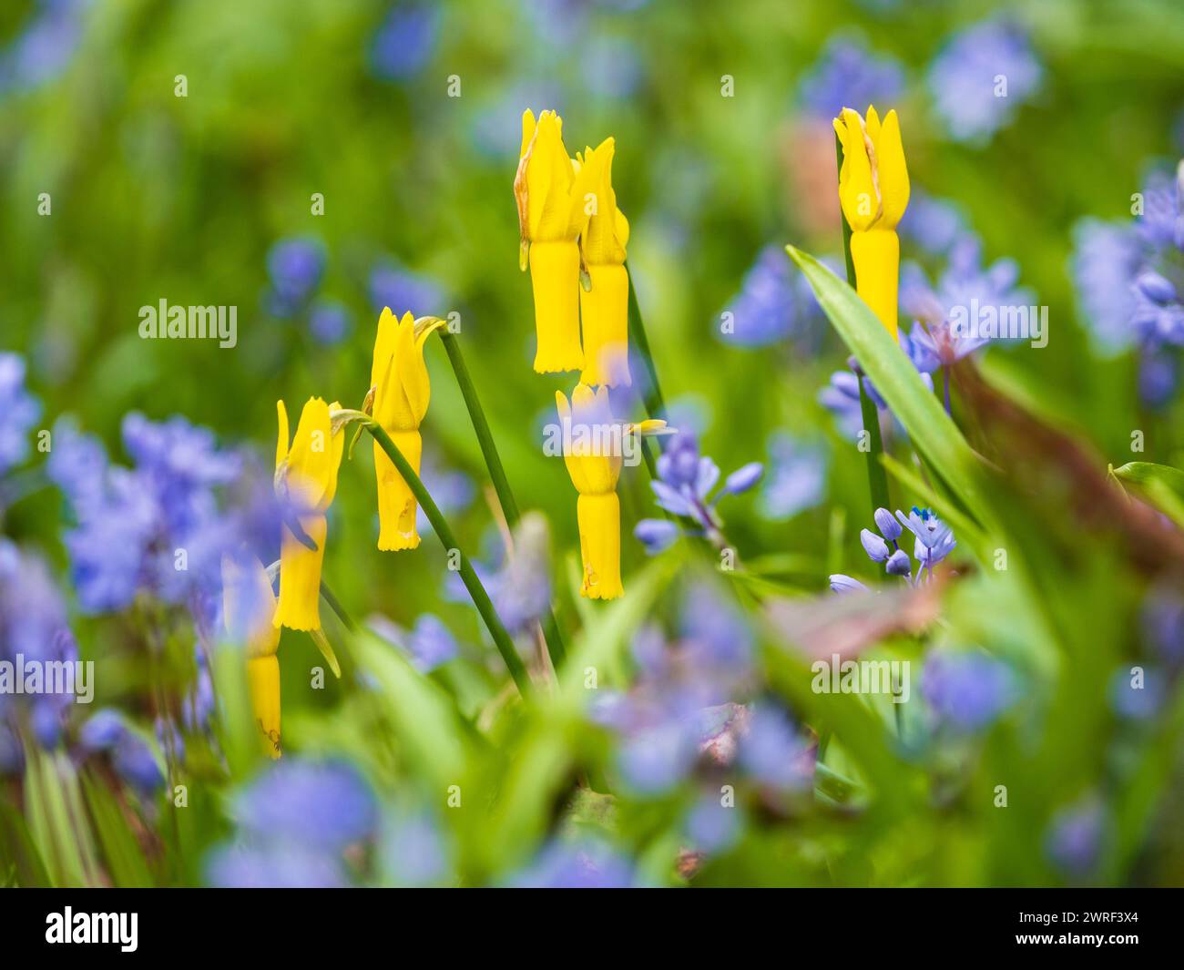Stark reflektierte gelbe Blüten der frühen Apfel blühenden Narcissus cyclamineus unter dem Blau von Scilla bithynica Stockfoto