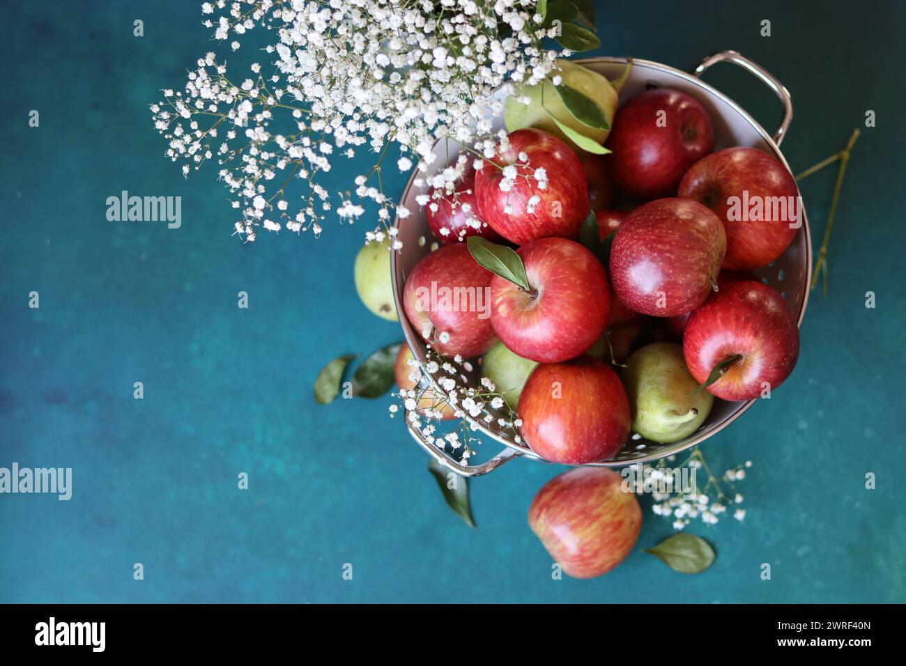 Weiße gypsophila-Blüten und glänzende rote Äpfel auf einem leuchtend blauen Hintergrund mit Kopierraum. Buntes Stillleben mit frischem Bio-Obst. Stockfoto
