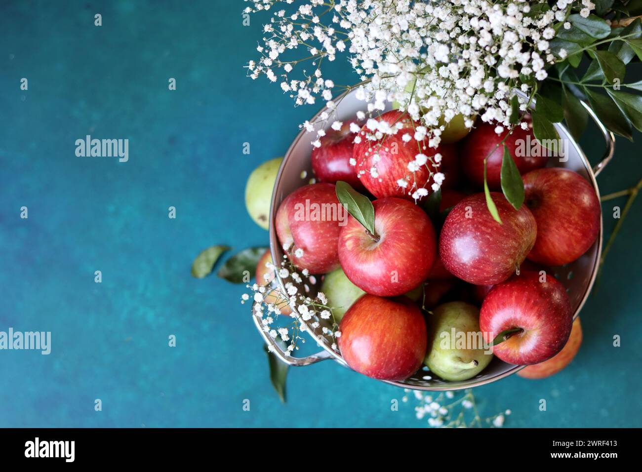 Weiße gypsophila-Blüten und glänzende rote Äpfel auf einem leuchtend blauen Hintergrund mit Kopierraum. Buntes Stillleben mit frischem Bio-Obst. Stockfoto