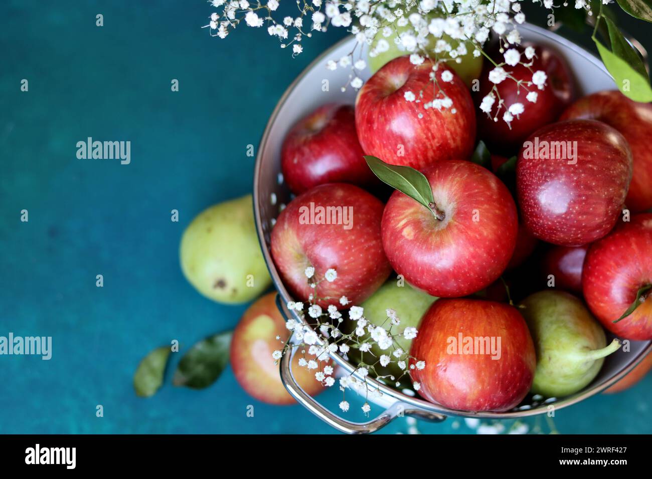 Weiße gypsophila-Blüten und glänzende rote Äpfel auf einem leuchtend blauen Hintergrund mit Kopierraum. Buntes Stillleben mit frischem Bio-Obst. Stockfoto
